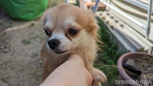 成約済の広島県のチワワ(ロングコート)-257906の1枚目