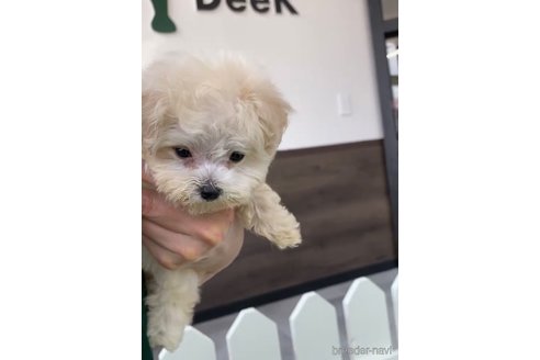 成約済の福岡県のマルプー:マルチーズ×トイプードル-254890の4枚目
