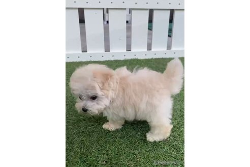 成約済の福岡県のマルプー:マルチーズ×トイプードル-254890の3枚目