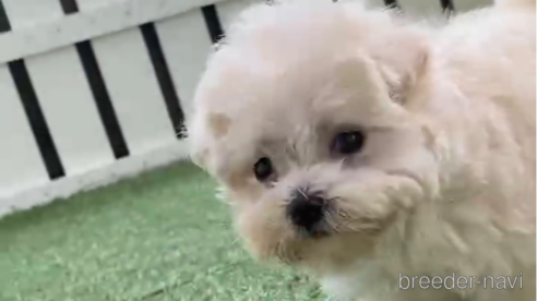 成約済の福岡県のマルプー:マルチーズ×トイプードル-254890の1枚目