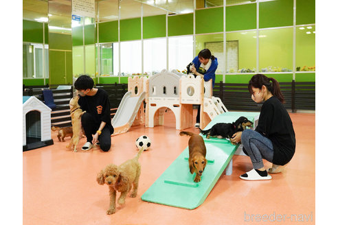 成約済の神奈川県のミニチュアダックスフンド(ロングヘアード)-244050の2枚目