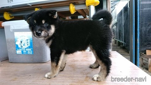 成約済の広島県の柴犬-254740の2枚目