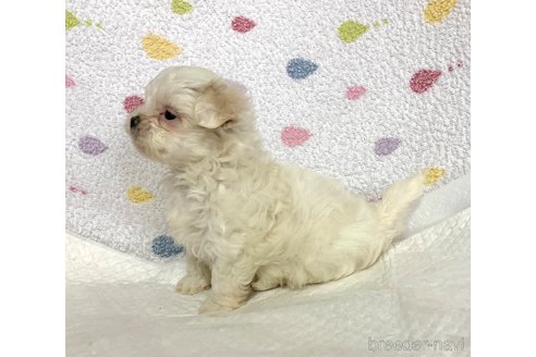 成約済の滋賀県のミックス犬-258039の3枚目