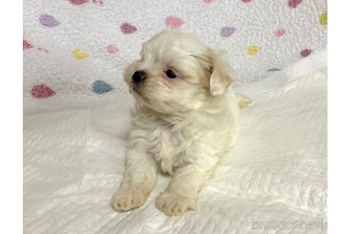 成約済の滋賀県のミックス犬-258039の4枚目
