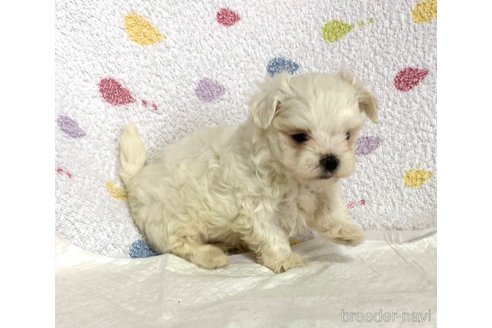 成約済の滋賀県のミックス犬-258039の2枚目