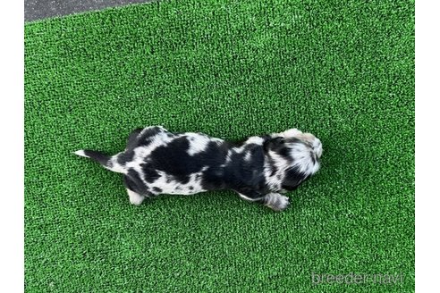 成約済の兵庫県のカニンヘンダックスフンド(ロングヘアード)-258083の5枚目