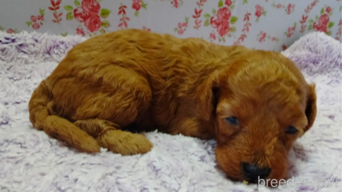 成約済の埼玉県のトイプードル-254973の22枚目