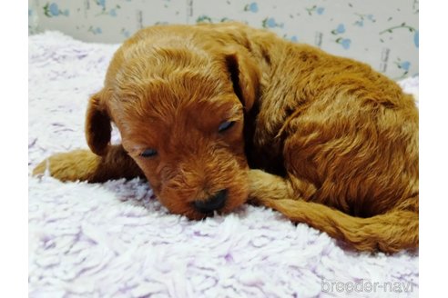 成約済の埼玉県のトイプードル-258137の18枚目