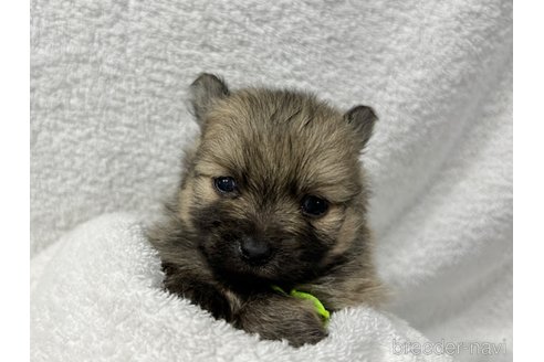 成約済の千葉県のポメラニアン-257922の8枚目