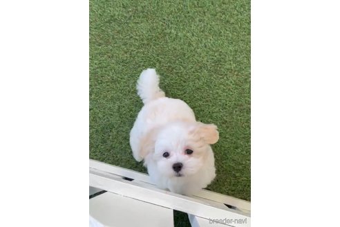 成約済の福岡県のマルチーズ-253669の12枚目