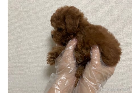 成約済の東京都のタイニープードル-258196の3枚目