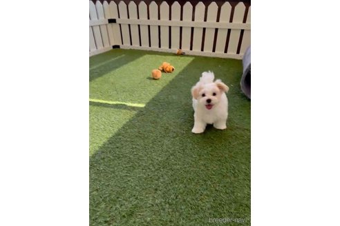 成約済の福岡県のマルチーズ-253672の13枚目