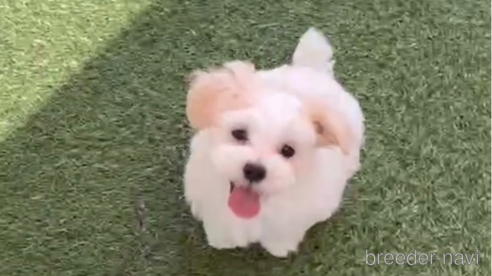 成約済の福岡県のマルチーズ-253672の12枚目