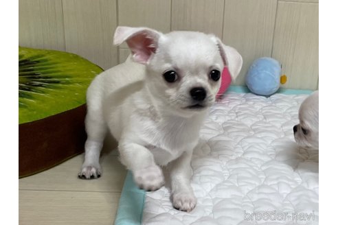 成約済の栃木県のミックス犬-253575の3枚目