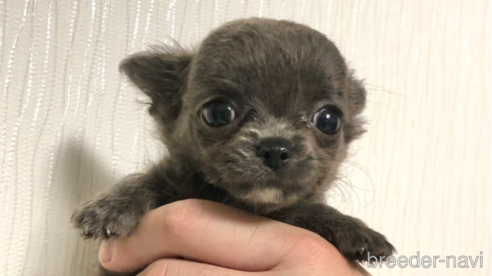 成約済の千葉県のチワワ(ロングコート)-258100の5枚目