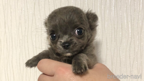 成約済の千葉県のチワワ(ロングコート)-258100の4枚目
