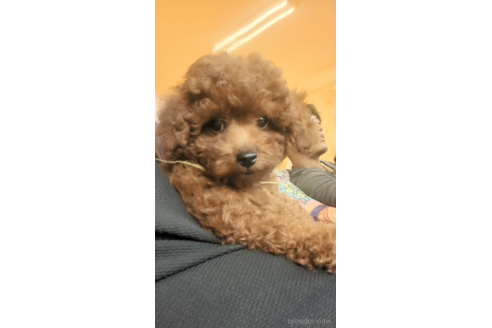 成約済の福岡県のトイプードル-254520