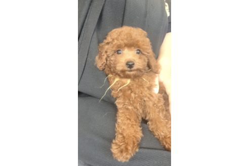 成約済の福岡県のトイプードル-254520の2枚目