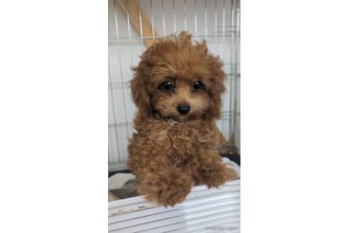 成約済の福岡県のトイプードル-253807