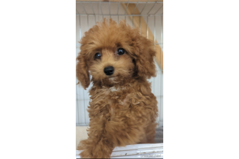 成約済の福岡県のトイプードル-253807の3枚目