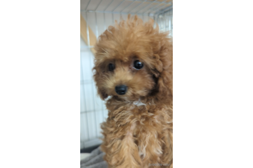 成約済の福岡県のトイプードル-253807の2枚目