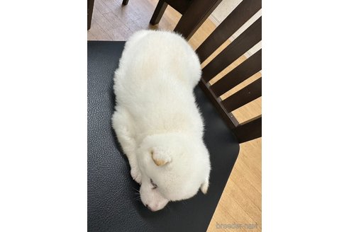 成約済の千葉県の豆柴-258330の5枚目