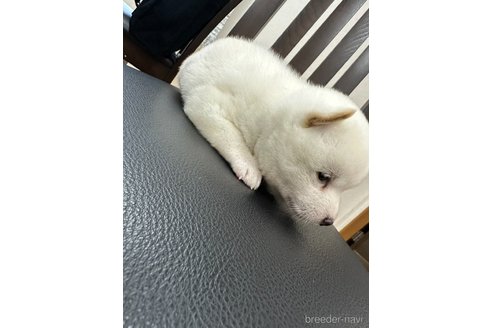 成約済の千葉県の豆柴-258330の2枚目