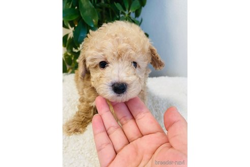 成約済の千葉県のミックス犬-258367の5枚目