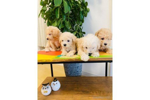 成約済の千葉県のミックス犬-258367の6枚目