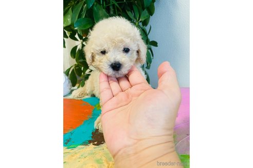 成約済の千葉県のミックス犬-258382の6枚目