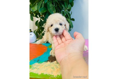 成約済の千葉県のミックス犬-258382の7枚目