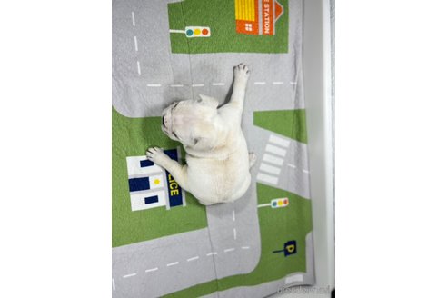 成約済の愛知県のフレンチブルドッグ-258383の2枚目