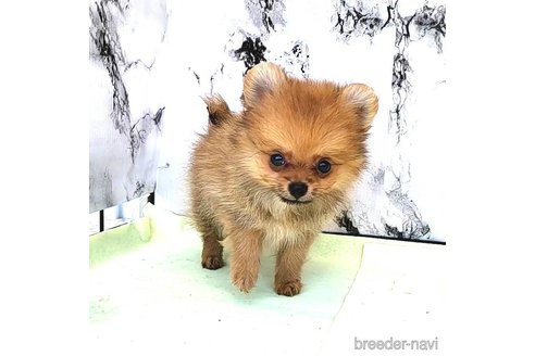 成約済の茨城県のポメラニアン-251770の40枚目