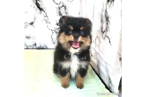 成約済の茨城県のポメラニアン-251775の3枚目
