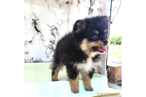 成約済の茨城県のポメラニアン-251775の1枚目