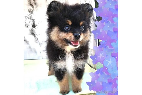 成約済の茨城県のポメラニアン-251775の2枚目