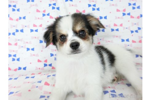 成約済の千葉県のミックス犬-249388の5枚目