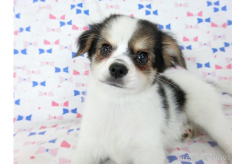 成約済の千葉県のミックス犬-249388の4枚目