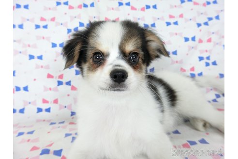 成約済の千葉県のミックス犬-249388の3枚目