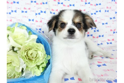 成約済の千葉県のミックス犬-249388の2枚目
