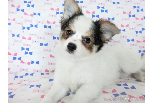 成約済の千葉県のミックス犬-249390の6枚目