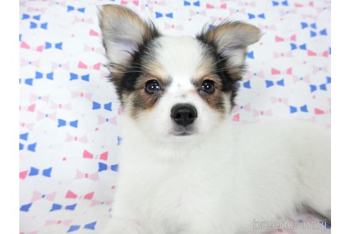 成約済の千葉県のミックス犬-249390の5枚目