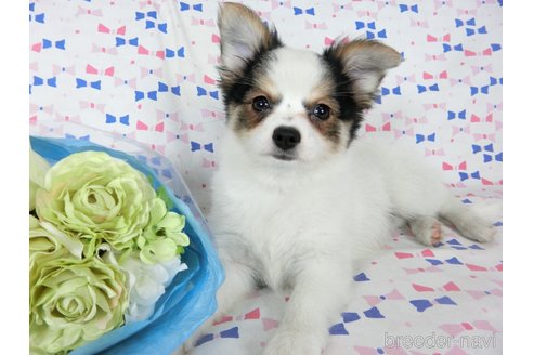 成約済の千葉県のミックス犬-249390の4枚目