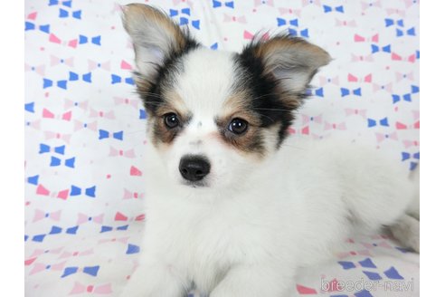 成約済の千葉県のミックス犬-249390の3枚目