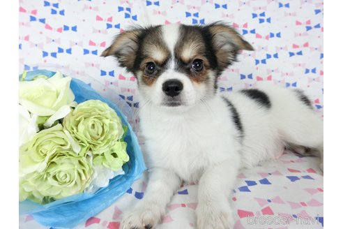 成約済の千葉県のミックス犬-249391の5枚目