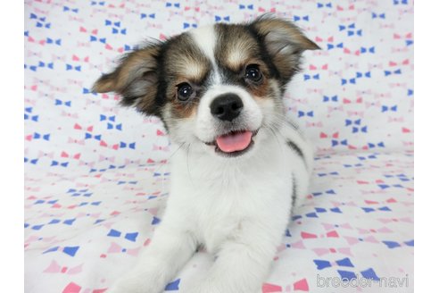 成約済の千葉県のミックス犬-249391の3枚目