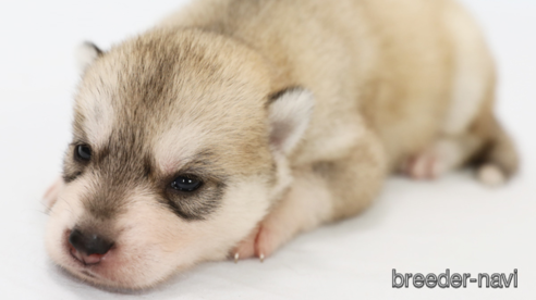 成約済の神奈川県のシベリアンハスキー-258424の1枚目