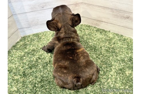 成約済の愛知県のフレンチブルドッグ-258453の4枚目