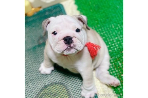 成約済の愛媛県のブルドッグ-255535の3枚目