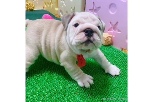 成約済の愛媛県のブルドッグ-255535の2枚目